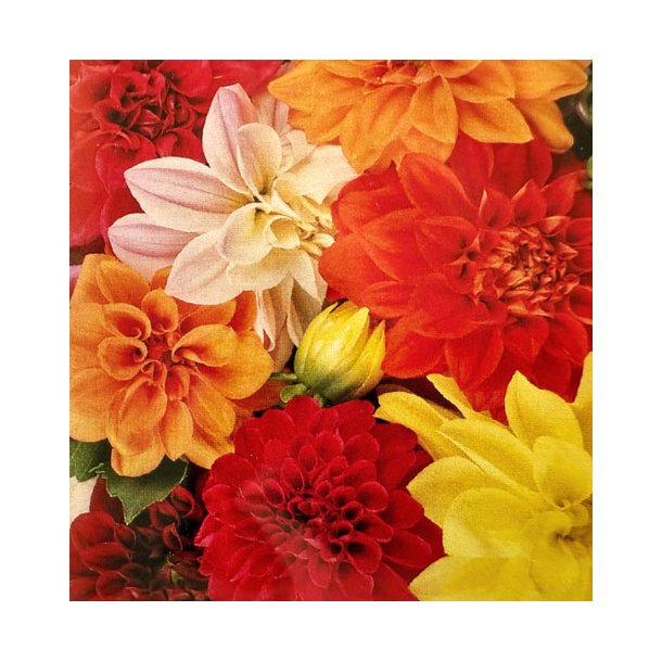 Georginer. Unwins hybrids. Fr.