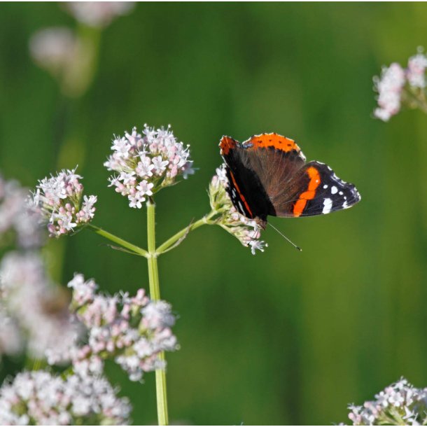 Baldrian. Valeriana officinalis. Fr