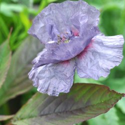 Valmue fr�. Amazing grey. Papaver rhoeas. Ca. 2600 fr�.