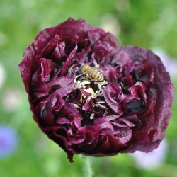Opiumvalmue fr�. Black paeony. Papaver somniferum. Ca. 2025 Fr�