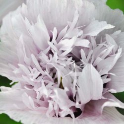 Opiumvalmue fr�. Lilac pompom. Papaver somniferum. 5100 Fr�.
