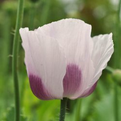 Opiumvalmue fr�. Hungarian breadseed. Papaver somniferum. Ca. 2200 Fr�
