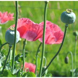 Opiumvalmue. The giant. Papaver somniferum. Fr.