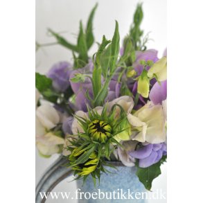 rteblomster. Old times. Lathyrus odoratus. Fr.