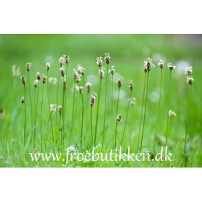 Lancetvejbred. Plantago lanceolata. Fr