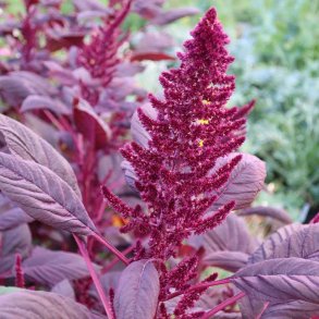 Amaranter fr�. Velvet curtains. Amaranthus cruentus. Ca. 950 Fr�