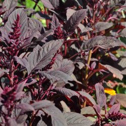 Amaranter fr�. Velvet curtains. Amaranthus cruentus. Ca. 950 Fr�