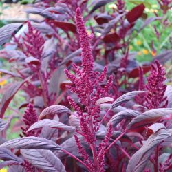 Amaranter fr�. Velvet curtains. Amaranthus cruentus. Ca. 950 Fr�