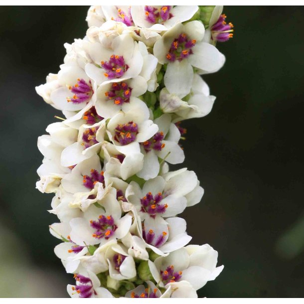 Kongelys fr�. Wedding candles. Verbascum chaixii f. album. Fr�