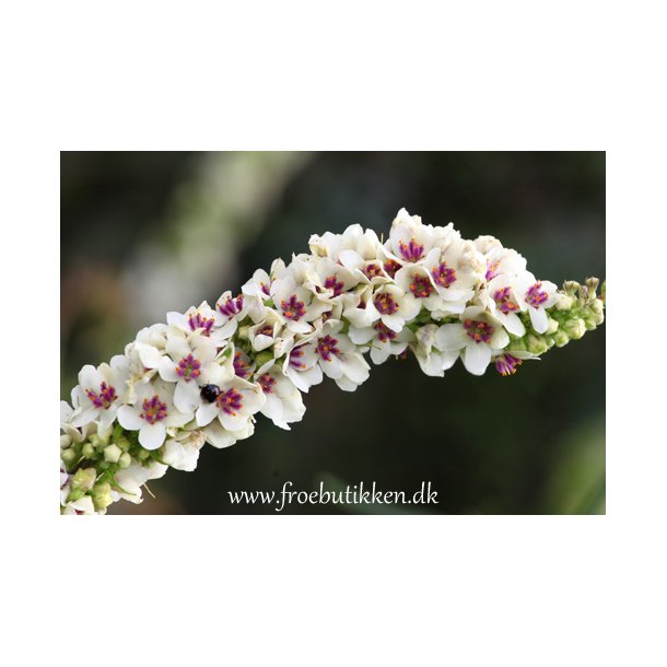Kongelys. Wedding candles. Verbascum chaixii f. album. Fr