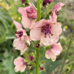 Kongelys fr�. Southern charm. Verbascum hybrida. Ca. 10 Fr�