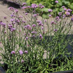 K�mpejernurt fr�. Verbena bonariensis. Ca. 2250 Fr�.
