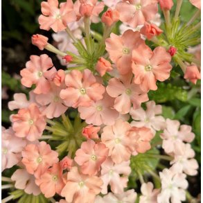Haveverbena. Apricot shades. Verbena x hybrida nana compacta. Fr