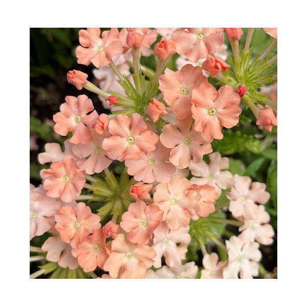 Haveverbena. Apricot shades. Verbena x hybrida nana compacta. Fr