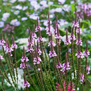 Spydverbena fr�. Verbena hastata. Fr�