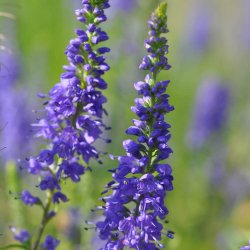 �renpris fr�. Aks. Veronica spicata. Bl�. Ca. 9100 Fr�.