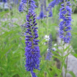�renpris fr�. Aks. Veronica spicata. Bl�. Ca. 9100 Fr�.