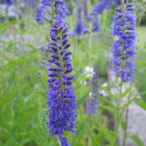 �renpris fr�. Aks. Veronica spicata. Bl�. XL pose. Ca. 100100 Fr�.