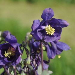 Akelejer fr�. Wild form. Aquilegia vulgaris. Ca. 350 Fr�