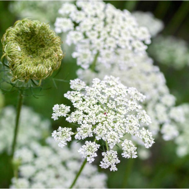 Gulerod. Vild. Daucus carota. Fr.