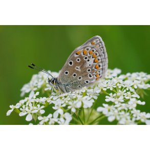 Krvel. Vild. Anthriscus sylvestris. Fr