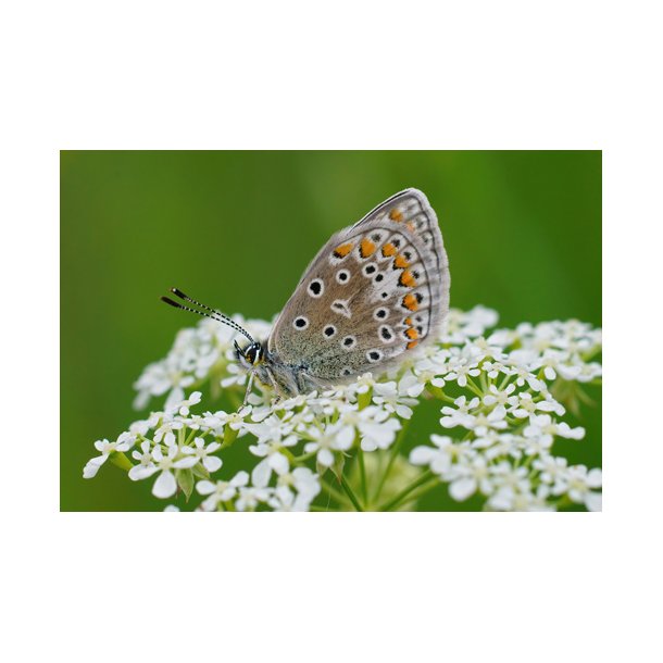 Krvel. Vild. Anthriscus sylvestris. Fr