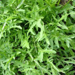 Rucola fr�. Vild. Diplotaxis selvatica. Ca. 6000 Fr�.