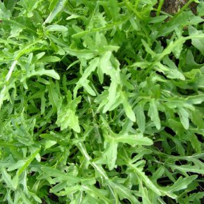 Rucola fr�. Vild. Diplotaxis selvatica. Ca. 6000 �kologiske fr�.