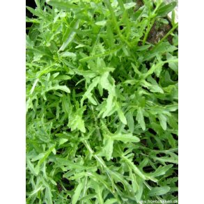 Rucola. Vild. Diplotaxis selvatica. kologisk. Fr.