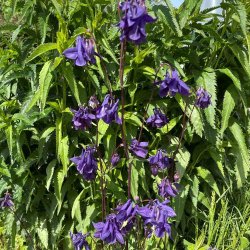 Akelejer fr�. Wild form. Aquilegia vulgaris. Ca. 350 Fr�
