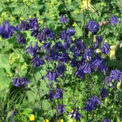 Akelejer fr�. Wild form. Aquilegia vulgaris. Ca. 350 Fr�