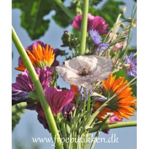 Blomsterblanding. Wildflower. kologisk. Fr