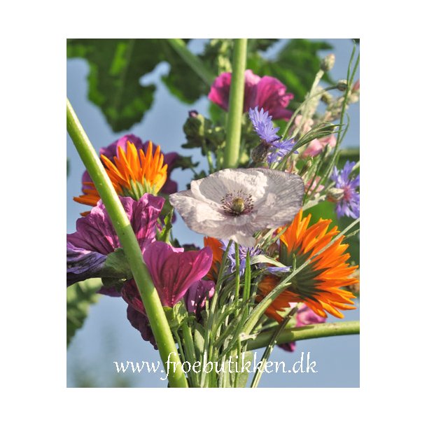 Blomsterblanding. Wildflower. kologisk. Fr