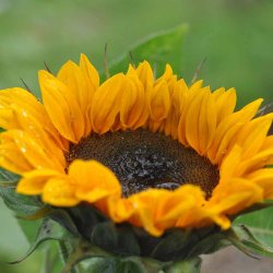 Solsikke fr�. Vincents choice Tangy. Helianthus annuus. Ca. 25 Fr�