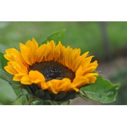 Solsikker. Vincents choice Tangy. Helianthus annuus. Fr