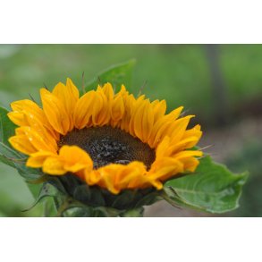 Solsikker. Vincents choice Tangy. Helianthus annuus. Fr
