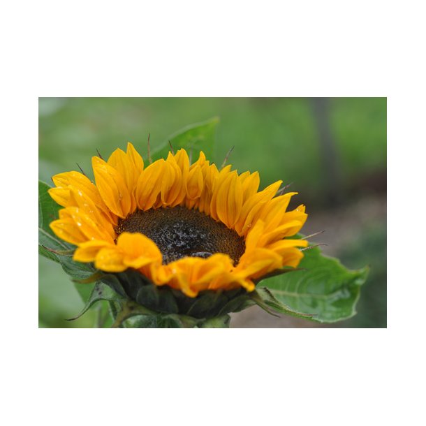 Solsikker. Vincents choice Tangy. Helianthus annuus. Fr