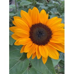 Solsikker. Vincents choice Tangy. Helianthus annuus. Fr