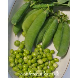 rter. Douce Provence. Vinterrter. Pisum sativum. Fr