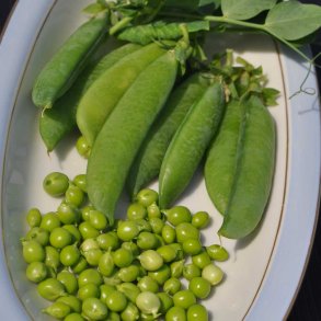 �rter fr�. Douce Provence. Vinter�rter. Pisum sativum. Ca. 150 Fr�
