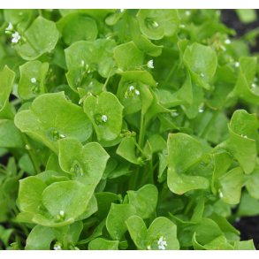 Portulak. Vinter. Claytonia perfoliata. Fr