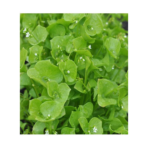 Portulak. Vinter. Claytonia perfoliata. Fr