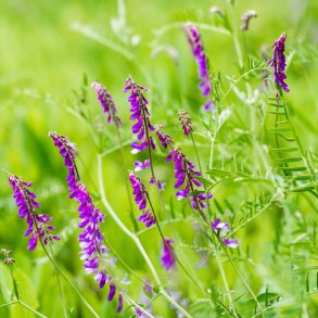 Vikke fr�. Vinter. Vicia villosa. Ca. 900 Fr�