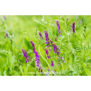 Vikke. Vinter. Vicia villosa. Fr