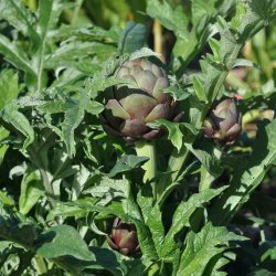 Artiskokker fr�. Violetto di Provence. Cynara scolymus. Ca. 60 Fr�.