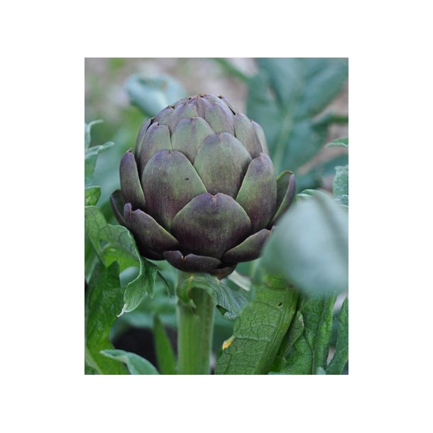 Artiskokker. Violetto di Provence. Cynara scolymus.Fr.