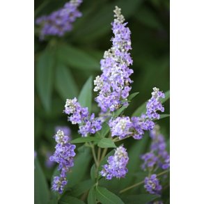 Kyskhedst. Vitex agnus-castus. Fr