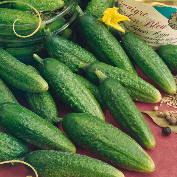 Agurk fr�. Syltning. Vorgebirgstrauben. Cucumis sativus. Ca. 12 Fr�.