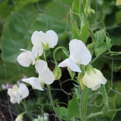�rteblomster fr�. White ensign. Lathyrus odoratus. Ca. 85 Fr�.