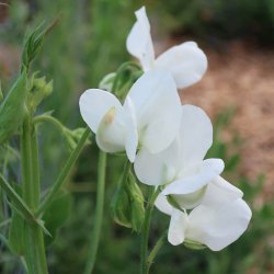 �rteblomster fr�. White ensign. Lathyrus odoratus. Ca. 85 Fr�.